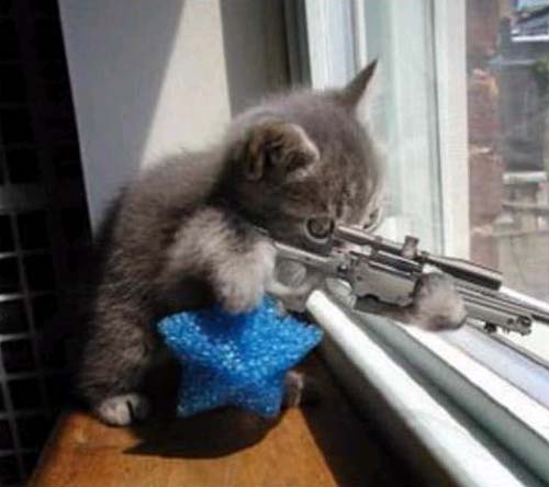 [Bild: sniper-cat.jpg]